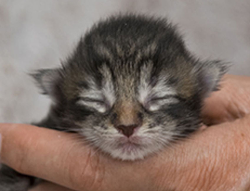 Wildfee's Norwegische Waldkatzen Wildfee's Zodor - 9 Tage alt