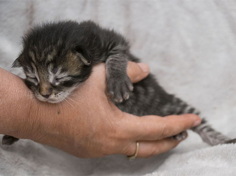 Wildfee's Norwegische Waldkatzen Wildfee's Zodor - 9 Tage alt