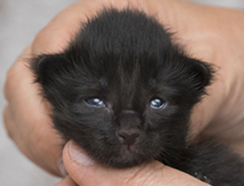 Wildfee's Norwegische Waldkatzen Wildfee's Zoe - 9 Tage alt