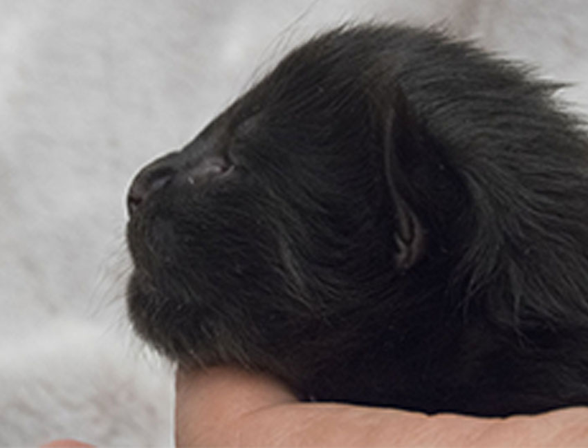 Wildfee's Norwegische Waldkatzen Wildfee's Zoe - 9 Tage alt