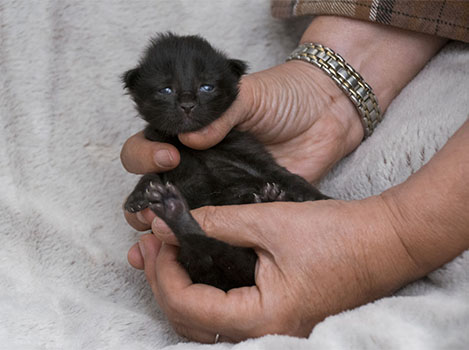 Wildfee's Norwegische Waldkatzen Wildfee's Zoe - 9 Tage alt