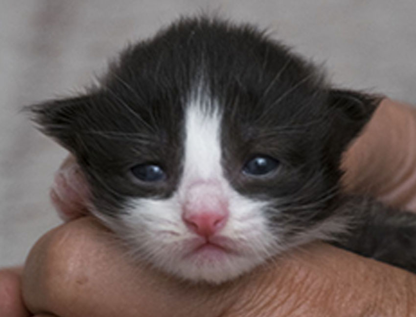 Wildfee's Norwegische Waldkatzen Wildfee's ZsaZsa - 9 Tage alt