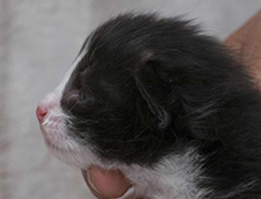 Wildfee's Norwegische Waldkatzen Wildfee's ZsaZsa - 9 Tage alt