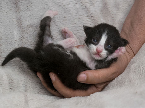 Wildfee's Norwegische Waldkatzen Wildfee's ZsaZsa - 9 Tage alt