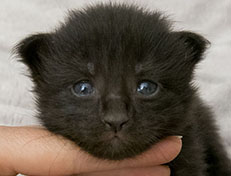 Wildfee's Norwegische Waldkatzen Wildfee's Zarah - 2 Wochen alt