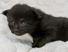 Wildfee's Norwegische Waldkatzen Wildfee's Zarah - 2 Wochen alt