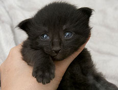 Wildfee's Norwegische Waldkatzen Wildfee's Zarah - 2 Wochen alt