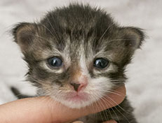 Wildfee's Norwegische Waldkatzen Wildfee's Zazazu - 2 Wochen alt