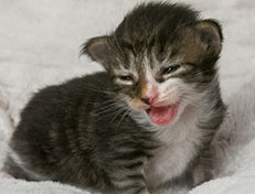 Wildfee's Norwegische Waldkatzen Wildfee's Zazazu - 2 Wochen alt