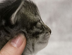 Wildfee's Norwegische Waldkatzen Wildfee's Zessin - 2 Wochen alt