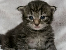 Wildfee's Norwegische Waldkatzen Wildfee's Zessin - 2 Wochen alt