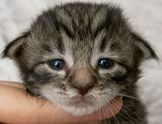 Wildfee's Norwegische Waldkatzen Wildfee's Zizou - 2 Wochen alt