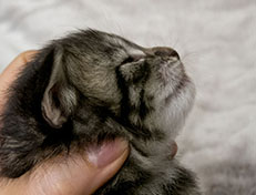 Wildfee's Norwegische Waldkatzen Wildfee's Zizou - 2 Wochen alt