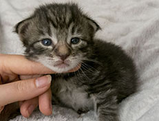 Wildfee's Norwegische Waldkatzen Wildfee's Zizou - 2 Wochen alt