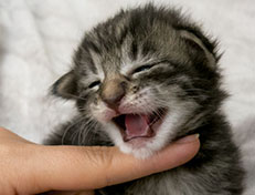 Wildfee's Norwegische Waldkatzen Wildfee's Zizou - 2 Wochen alt