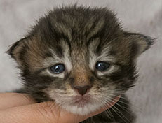 Wildfee's Norwegische Waldkatzen Wildfee's Zodor - 2 Wochen alt