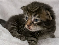 Wildfee's Norwegische Waldkatzen Wildfee's Zodor - 2 Wochen alt