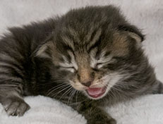 Wildfee's Norwegische Waldkatzen Wildfee's Zodor - 2 Wochen alt