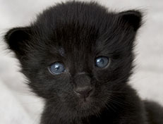 Wildfee's Norwegische Waldkatzen Wildfee's Zoe - 2 Wochen alt