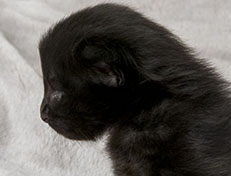 Wildfee's Norwegische Waldkatzen Wildfee's Zoe - 2 Wochen alt