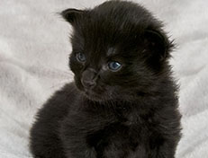 Wildfee's Norwegische Waldkatzen Wildfee's Zoe - 2 Wochen alt