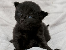 Wildfee's Norwegische Waldkatzen Wildfee's Zoe - 2 Wochen alt