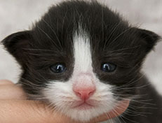 Wildfee's Norwegische Waldkatzen Wildfee's ZsaZsa - 2 Wochen alt