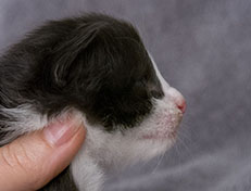 Wildfee's Norwegische Waldkatzen Wildfee's ZsaZsa - 2 Wochen alt