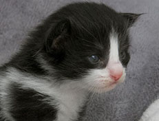 Wildfee's Norwegische Waldkatzen Wildfee's ZsaZsa - 2 Wochen alt