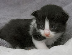 Wildfee's Norwegische Waldkatzen Wildfee's ZsaZsa - 2 Wochen alt