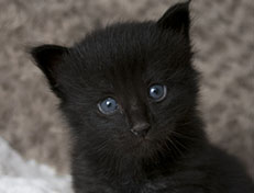 Wildfee's Norwegische Waldkatzen Wildfee's Zarah - 3 Wochen alt