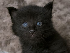 Wildfee's Norwegische Waldkatzen Wildfee's Zarah - 3 Wochen alt