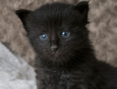 Wildfee's Norwegische Waldkatzen Wildfee's Zarah - 3 Wochen alt