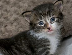 Wildfee's Norwegische Waldkatzen Wildfee's Zazazu - 3 Wochen alt