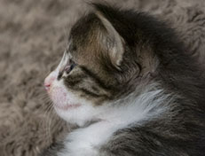 Wildfee's Norwegische Waldkatzen Wildfee's Zazazu - 3 Wochen alt