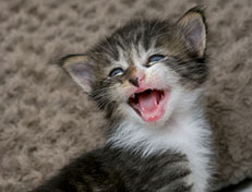 Wildfee's Norwegische Waldkatzen Wildfee's Zazazu - 3 Wochen alt