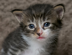 Wildfee's Norwegische Waldkatzen Wildfee's Zazazu - 3 Wochen alt