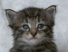 Wildfee's Norwegische Waldkatzen Wildfee's Zessin - 3 Wochen alt