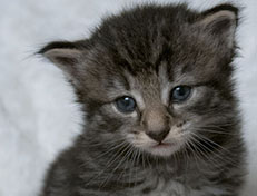 Wildfee's Norwegische Waldkatzen Wildfee's Zessin - 3 Wochen alt