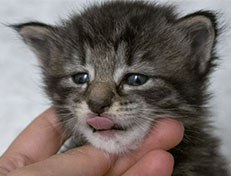 Wildfee's Norwegische Waldkatzen Wildfee's Zessin - 3 Wochen alt