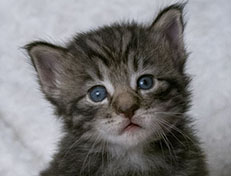 Wildfee's Norwegische Waldkatzen Wildfee's Zizou - 3 Wochen alt