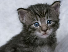 Wildfee's Norwegische Waldkatzen Wildfee's Zizou - 3 Wochen alt