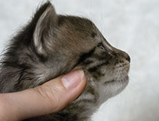 Wildfee's Norwegische Waldkatzen Wildfee's Zodor - 3 Wochen alt