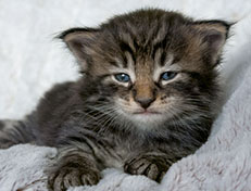 Wildfee's Norwegische Waldkatzen Wildfee's Zodor - 3 Wochen alt