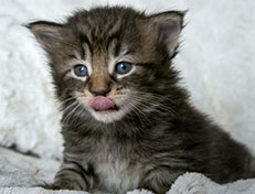 Wildfee's Norwegische Waldkatzen Wildfee's Zodor - 3 Wochen alt