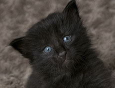 Wildfee's Norwegische Waldkatzen Wildfee's Zoe - 3 Wochen alt