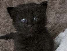 Wildfee's Norwegische Waldkatzen Wildfee's Zoe - 3 Wochen alt