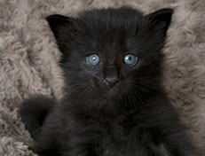 Wildfee's Norwegische Waldkatzen Wildfee's Zoe - 3 Wochen alt