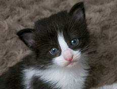 Wildfee's Norwegische Waldkatzen Wildfee's ZsaZsa - 3 Wochen alt