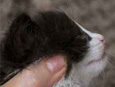 Wildfee's Norwegische Waldkatzen Wildfee's ZsaZsa - 3 Wochen alt